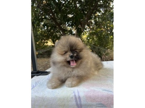 Merle pomeranian boo
