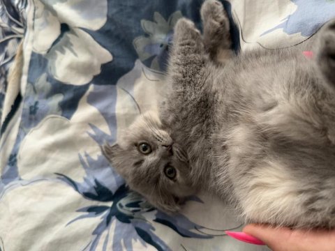 2 tane dişi yavru scottish fold