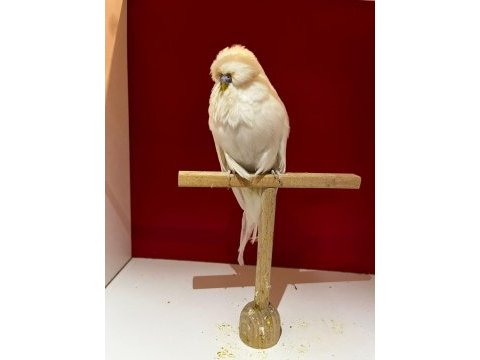 Üst vasıf albino df muhabbet kuşu