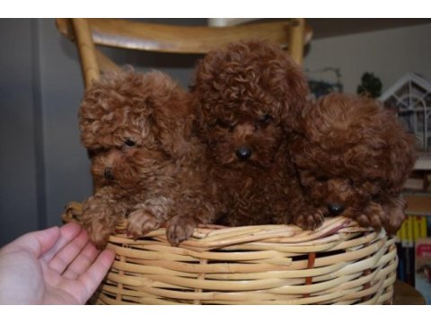 Ev ortamında büyüyen toy poodle yavrular