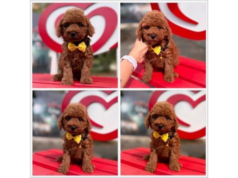 Toy poodle yavrularımız ömürlük aileleri bekliyor