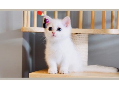 Sevgi dolu british shorthair dişi