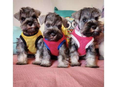 Fcı secereli schnauzer yavruları