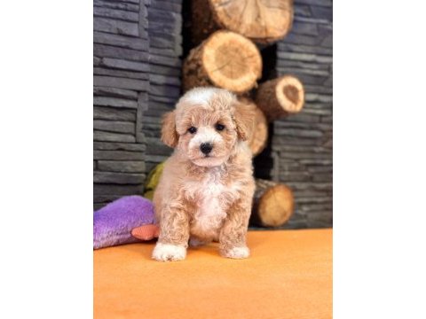 Maltipoo yavruları sizleri bekliyor  