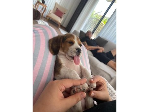 Beagle yavrusu köpeğimiz