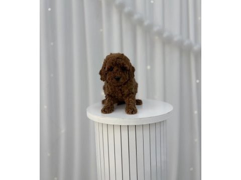 Toy poodle yavrular