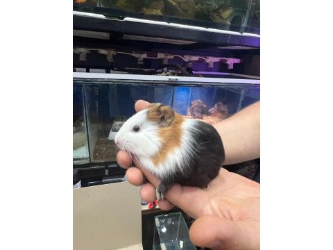 Prehistoricpets garantisi ile guinea pig