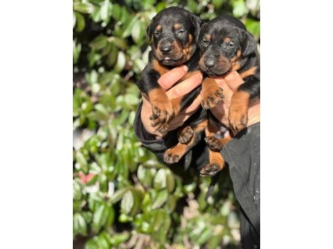 Safkan king doberman yavrularım