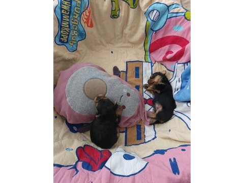 Sevimli yorkshire terrier yavrularımız