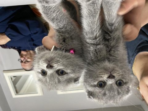Gri scottish fold cins kedimiz