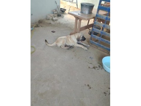 Kangal köpeğimiz izmir menemen