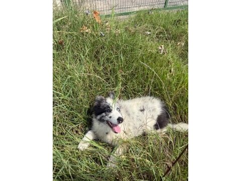Dünyanın en zeki köpeği olan border collie