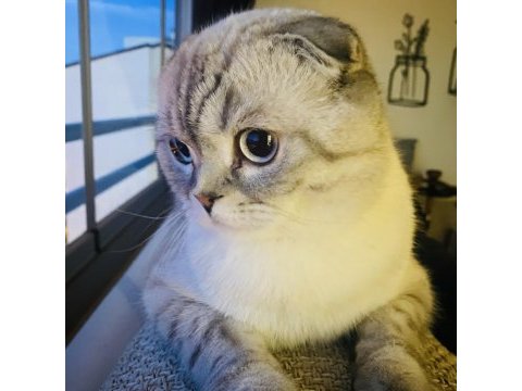 Scottish fold oğlum salebi sahiplendiriyorum