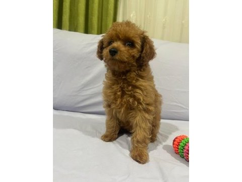 Toy poodle yavrularımız