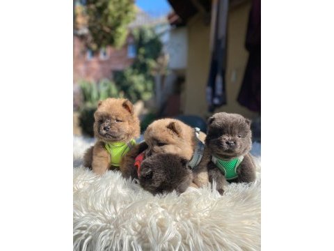 Mükemmel son kalan chow chow yavrular