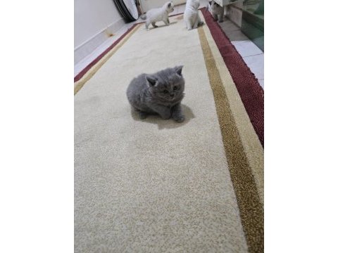 British shorthair blue point ve british gri yavrularım