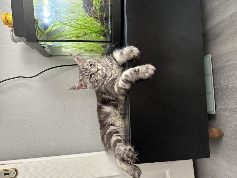 Maine coon yavru