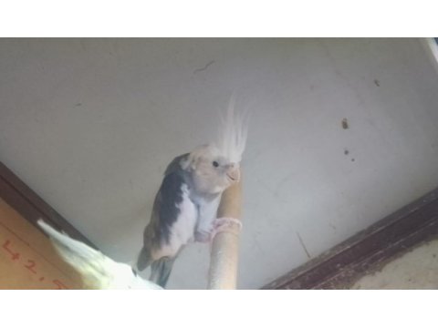 Erkek wifi sultan papağanı