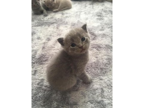 Scottish fold yavrular