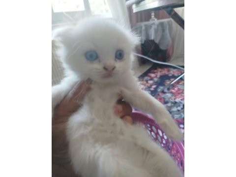 Scottish fold yavrular 2 adet