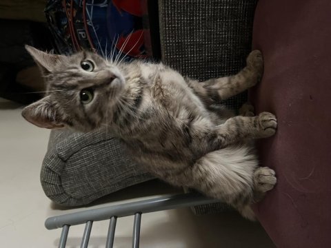 8 aylık dişi tekir kedimiz