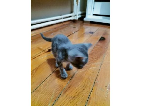 Ücretsiz sahiplendirilecek british shorthair melezi