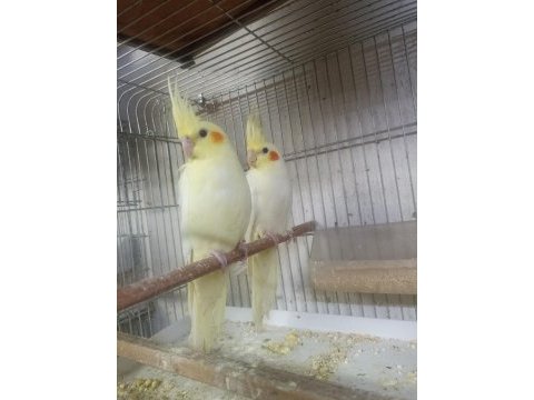 Yavru sultan papağanı