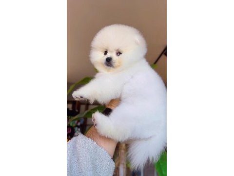 Pomeranian boo yavrumuz