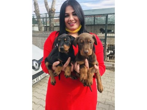 Üst kalite king doberman yavrularım