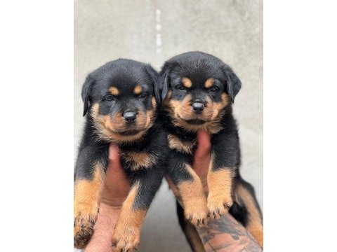 Üst kalite rottweiler yavrularımız