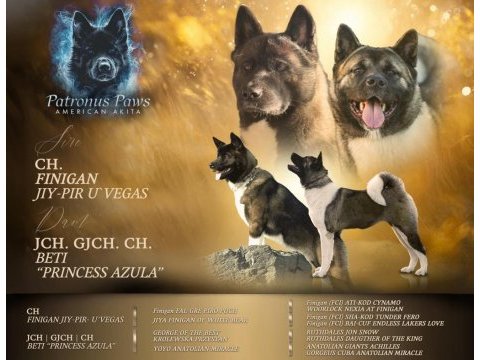 Kıf şecereli amerikan akita yavrular