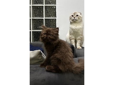 British longhair cinnamon chocolate