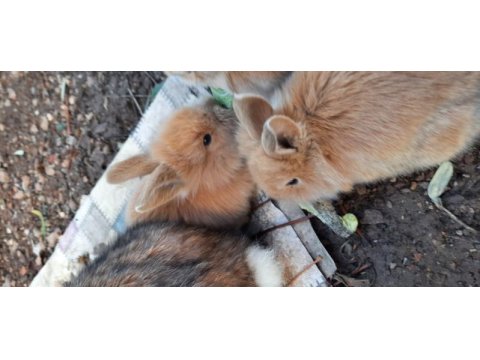 Sevimli bebiş tavşanlar 100 puan