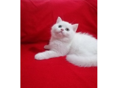 Son kalan dişi oyuncu bebeğim british shorthair