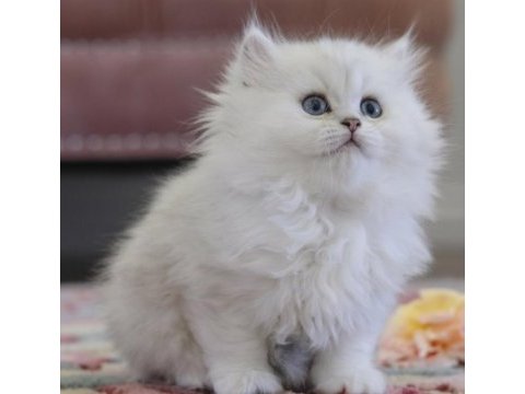 Muhteşem british longhair güzellik