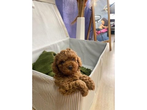 A kalite toy poodle yavrularım