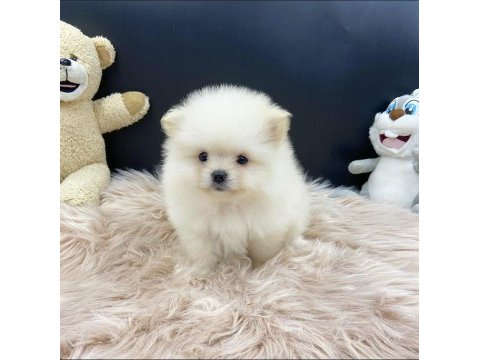 Pomeranian bebişler