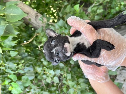 French bulldog yavrularımız bursa türkiye tüm iller