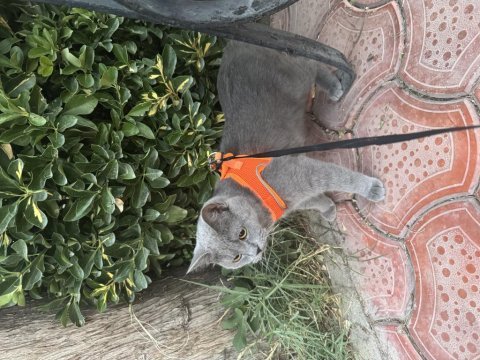 Acil karneli british shorthair