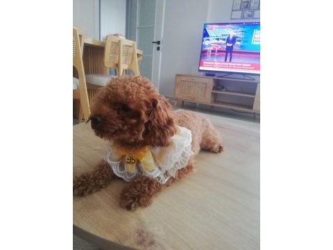 Köpeğimiz kukiş