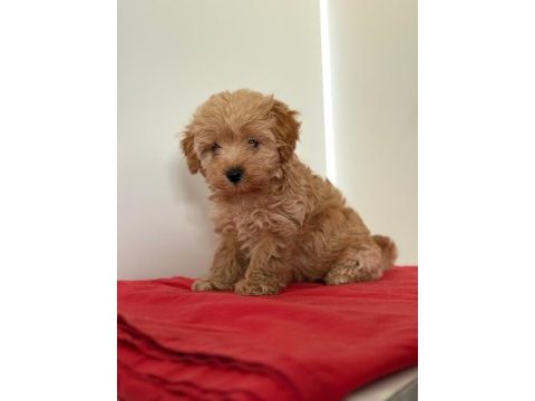 Tatlı minik maltipoo yavrular
