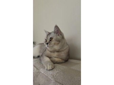 Sahiplendirme acil kedimizi