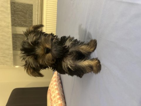 3,5 aylık erkek yorkshire terrier