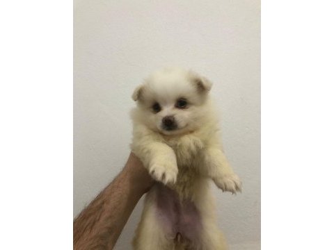 A kalite pomeranian spitz yavrular