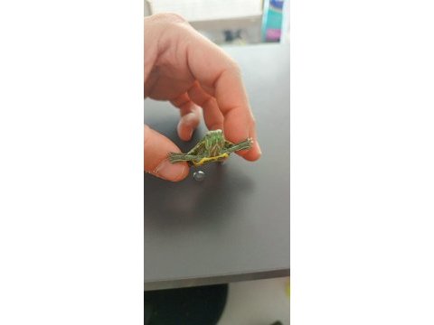 Kaplumbağa çok sosyal