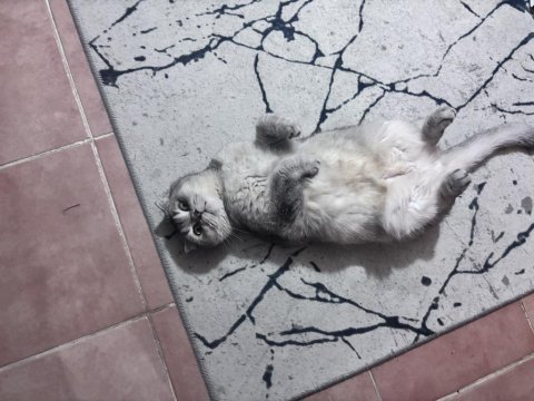 Scottish fold kedimiz