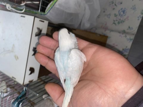 Yeni yeme düşmüş muhabbet kuşu yavrular