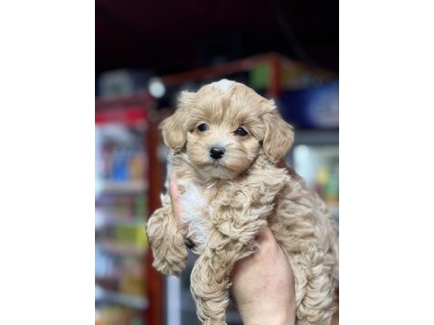 Aile ortamına alışık tuvalet eğitimli dişi maltipoo bebeğim