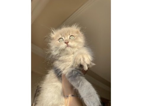 Dünya tatlısı scottish fold