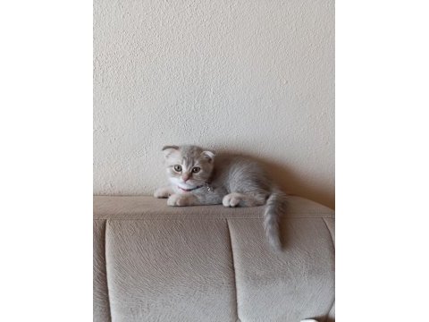 Erkek yavru scottish fold